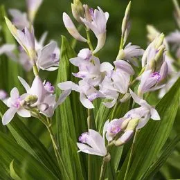 Блетилла Striata Kuchibeni фото