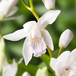Блетилла Striata Alba Variegated фото