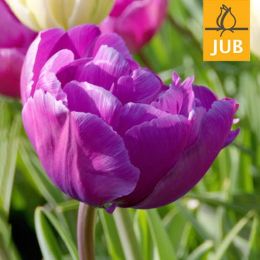 Тюльпан Blue Diamond (Брендовые луковицы Jub Holland) фото