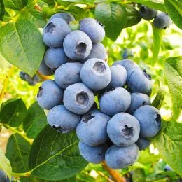 Черника Торо фото