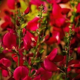 Ракитник Boskoop Ruby фото