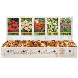 Шоу-бокс Тюльпаны Botanical (Брендовые луковицы Jub Holland) фото