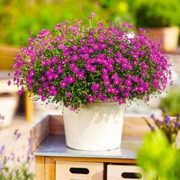 Брахикома Magenta Delight фото