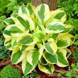 Хоста Brim Cup фото