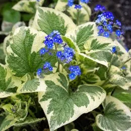 Бруннера Variegata фото