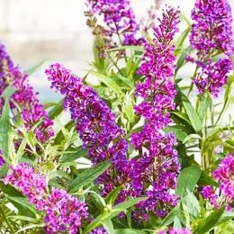 Буддлея Butterfly Tower фото