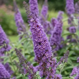 Буддлея High Five Purple фото