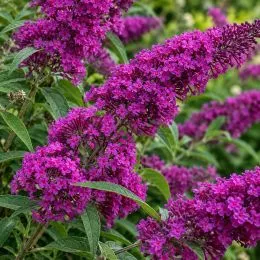 Буддлея Nanho Purple фото