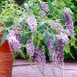 Буддлея Wisteria Lane фото