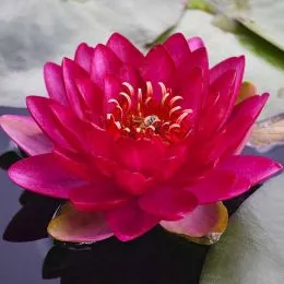 Кувшинка Burgundy Princess фото