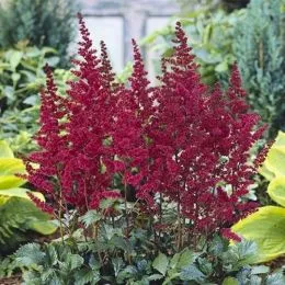 Астильба Burgundy Red фото