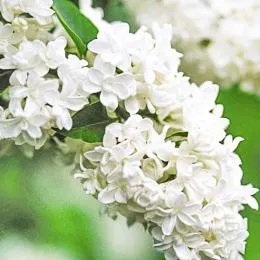 Сирень Mme Lemoine фото