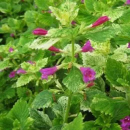 Каламинта Grandiflora Variegata фото