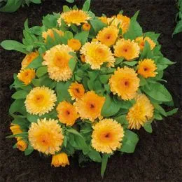Календула Apricot Twist фото