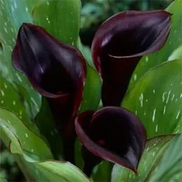 Калла Hot Chocolate фото