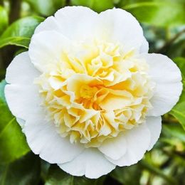 Камелия Brushfield's Yellow фото