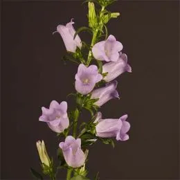 Кампанула Champion Lavender фото