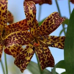 Лилия Canadense фото