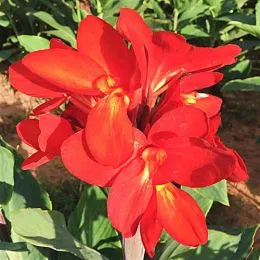 Канна Сherry Red фото