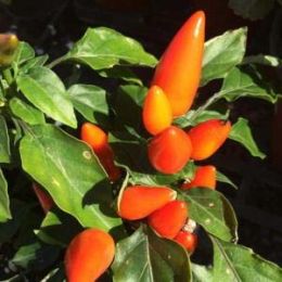 Перец Salsa Deep Orange фото