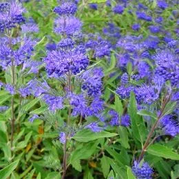 Кариоптерис Heavenly Blue фото