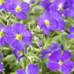 Обриетта Cascade Blue фото