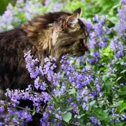 Котовник Walker's Low фото