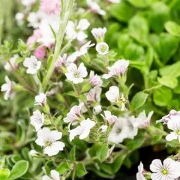 Гипсофилла Cerastioides фото