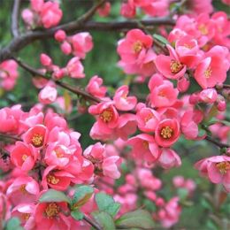 Хеномелес Pink Lady фото