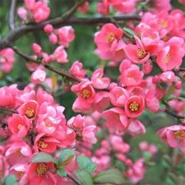 Хеномелес Pink Lady фото