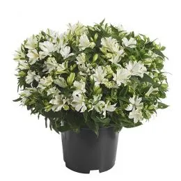 Альстромерия Charmelita White Zapricharmi фото