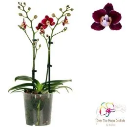 Фаленопсис Cherry Valentine (мультифлора) фото
