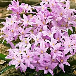 Хионодокса Rose Queen фото