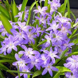 Хионодокса Violet Beauty фото