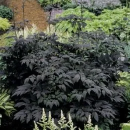 Цимицифуга (клопогон) Hillside Black Beauty фото