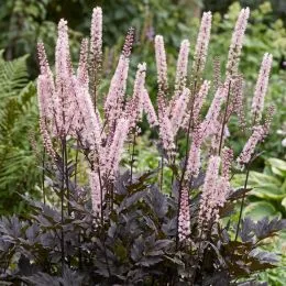 Цимицифуга (клопогон) Pink Spike фото