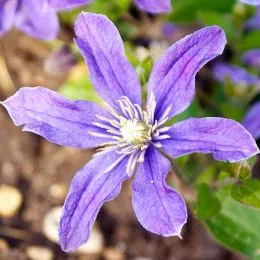 Клематис Arabella фото