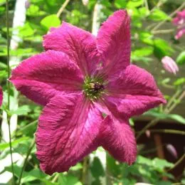 Клематис Carmencita фото