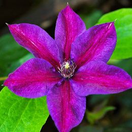 Клематис Etoile de Malicorne фото