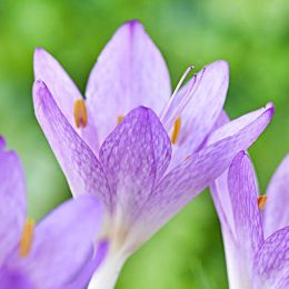 Безвременник (Кольчикум) Cilicicum Purpureum фото