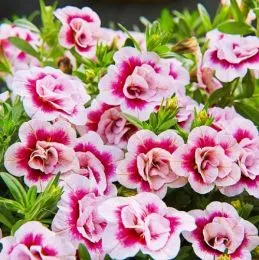 Калибрахоа PinkTastic Double фото