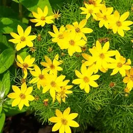 Кореопсис Verticillata фото
