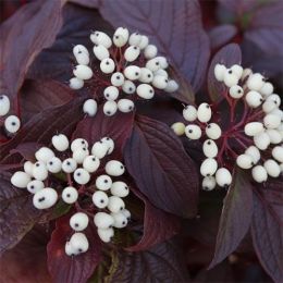 Кизил Siberian Pearles фото