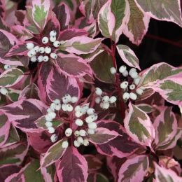 Кизил Sibirica Variegata фото