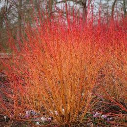 Кизил Midwinter Fire фото