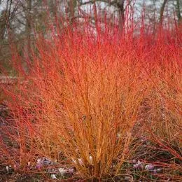 Кизил Midwinter Fire фото