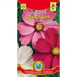 Космея Сенсация фото
