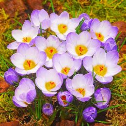 Крокус Blue Pearl фото