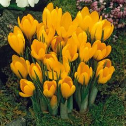 Крокус Yellow Giant 100 фото