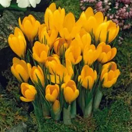 Крокус Yellow Giant 100 фото